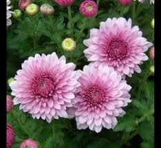 Baby Pink Chrysanthemum Flower Seeds for Planting - Premium Quality, Heirloom & Non-GMO Seeds for Home Garden
