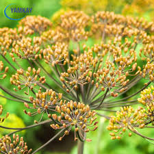 Anethum Graveolens Flower seeds for Planting – Bright Blooms, Heirloom & GMO Free Seeds for Home Garden, High Germination