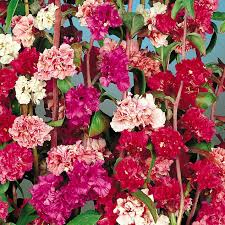 Pink Clarkia Flower Seeds for Planting - Heirloom, Non-GMO, High Germination Organic Garden Seeds