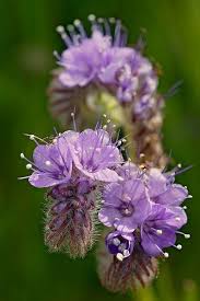Lacy Phacelia Flower Seeds for Planting – Sun Loving, Heirloom, Non-GMO, High Germination Garden Seeds