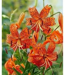 Heirloom Alstroemeria Flower Seeds for Planting – Non-GMO, Compact Growth Organic Garden Seeds