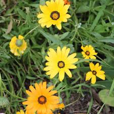 Dimorphotheca Flower Seeds for Planting – Heirloom, Non-GMO, High Germination Organic Garden Seeds