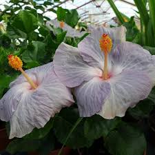 Light Grey Hibiscus Flower Seeds for Planting - Heirloom, Non-GMO, High Germination Organic Garden Seeds