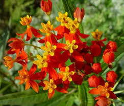 Asclepias Flower Seeds for Planting | Drought Tolerant | Heirloom Non-GMO High Germination Seeds