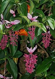 Medinilla Flower Seeds for Planting – Seasonal Bloomer, Heirloom, Non-GMO, High Germination Seeds