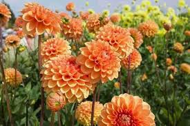 Heirloom Dahlia Flower Seeds – Non-GMO, High Germination Organic Garden Seeds