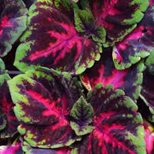 Coleus Flower Seeds for Planting – Heirloom, Non-GMO Long Bloom Season, High Germination Seeds