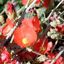 Globemallow Flower Seeds for Planting – Colorful Display, Heirloom, Non-GMO, Organic Garden Seeds