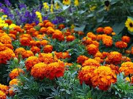 Marigold Flower Seeds for Planting – Heirloom, Non-GMO, Pollinator Friendly Organic Garden Seeds