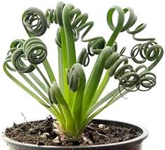 Heirloom Spiralis Flower Seeds for Planting – Non-GMO, Easy to Grow, High Germination