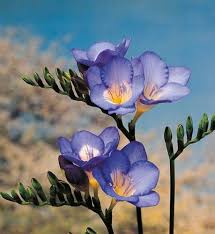 Blue Freesias Flower Seeds for Planting – Heirloom, Non-GMO, High Germination Organic Garden Seeds