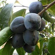 Fruit Seeds,Garden seeds, Seeds For Planting,Plant Seeds