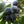 Fruit Seeds,Garden seeds, Seeds For Planting,Plant Seeds