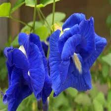 Clitoria Ternatea Flower Seeds for Planting – Sun Loving Heirloom, Non-GMO, High Germination Organic Garden Seeds