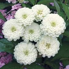 Heirloom White Zinnia Salmon Flower Seeds for Planting – Vibrant Colors, Non-GMO, High Germination Organic Garden Seeds