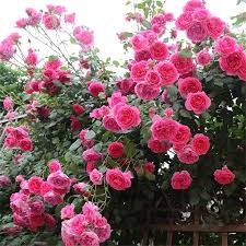 Deep Pink Climbing Rose Flower Seeds for Planting – Heirloom, Non-GMO, Cottage Garden Essential