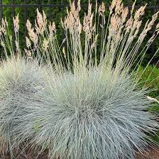 Clumping Fescue Flower Seeds for Planting Heirloom Non-GMO High Germination Organic Garden Seeds
