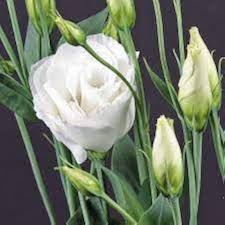 White Lisianthus Flower Seeds for Planting – Pollinator Friendly, Heirloom, Non-GMO Seeds for Home Garden