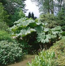 Gunnera Manicata Flower Seeds for Planting – Heirloom, Non-GMO, High Germination Organic Garden Seeds