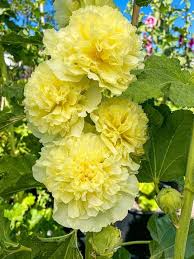 Yellow Hollyhock Flower Seeds for Planting – Heirloom, Non-GMO, High Germination Organic Garden Seeds