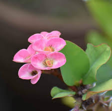 Pink Euphorbia Flower Seeds for Planting | Heirloom Non-GMO High Germination Organic Garden Seeds