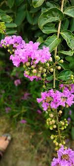 Myrtle Flower Seeds – Heirloom, Non-GMO, High Germination Organic Garden Seeds