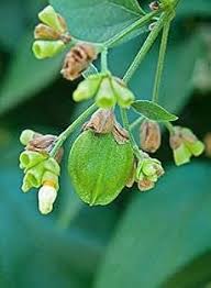 Heirloom Coral Flower Seeds for Planting – Shade Tolerant, Non-GMO, High Germination Organic Garden Seeds