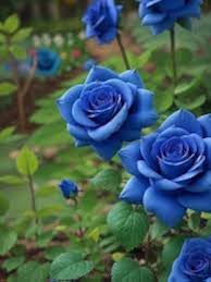 Blue Rose Seeds for Planting – Garden Favorite, Heirloom, Non-GMO Organic Garden Seeds