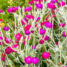 Pink Rose Campion Flower Seeds for Planting – Heirloom, Non-GMO, Hardy Organic Garden Seeds