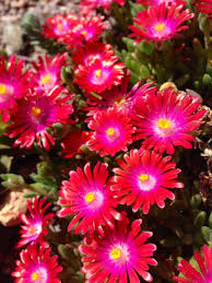 Delosperma Carmine Flower Seeds for Planting – Perfect for Borders, Heirloom, Non-GMO, Organic Garden Seeds
