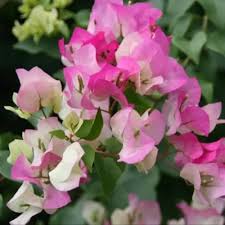 Pink & White Bougainvillea Flower Seeds for Planting | Heirloom Non-GMO High Germination Organic Garden Seeds