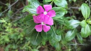 Pink Periwinkle Flower Seeds for Planting – Heirloom, Non-GMO, Organic Garden Seeds