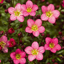 Saxifraga Pink Flower seeds for Planting – Garden Favorite, Heirloom &amp; GMO Free Seeds for Home Garden, High Germination