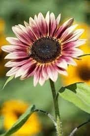 Cream Violet Sunflower Seeds for Planting – Compact Growth, Heirloom, Non-GMO Seeds for Home Garden