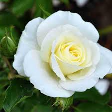 White Yellow Rose Flower Seeds for Planting – Heirloom, Non-GMO, Low Maintenance, High Germination