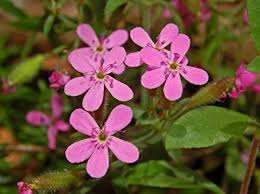 Saponaria Flower Seeds for Planting – Heirloom, Non-GMO, High Germination Organic Garden Seeds