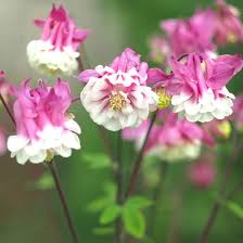Pale Pink Columbines Flower Seeds for Planting – Heirloom Non-GMO High Germination Organic Garden Seeds