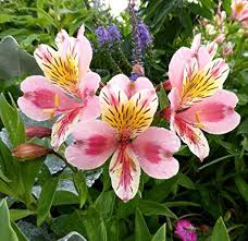 alstroemeria flower seeds Red Yellow Alstroemeria Flower Seeds for Planting – Heirloom, Non-GMO, – Earthechoseeds