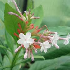 Pink Serpentina Flower Seeds – Heirloom, Non-GMO, High Germination Organic Garden Seeds for Planting