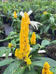 White Yellow Pachystachys Flower Seeds for Planting | Heirloom Non-GMO High Germination Organic Garden Seeds