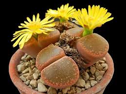 Pleiospilos Flower Seeds for Planting – Premium Heirloom Non-GMO Seeds, High Germination Organic Garden Seeds