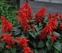 Salvia Flower Seeds for Planting – Heirloom, Non-GMO, High Germination Organic Garden Seeds