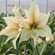 Heirloom Hippeastrum Rutilum Flower Seeds for Planting - Non-GMO, High Germination, Organic Garden Seeds