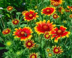 Aristata Flower Seeds for Planting – Wildflower Mix Heirloom Non-GMO Organic Garden Seeds