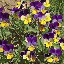 Jump Up Flower Seeds for Planting – Heirloom, Non-GMO, High Germination Organic Garden Seeds