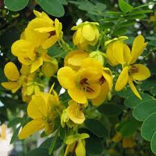 Green Semen Cassiae Flower Seeds for Planting – Heirloom, Non-GMO, High Germination Organic Garden Seeds