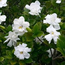 White Gardenia Jasminoides Flower Seeds for Planting – Hardy Heirloom, Non-GMO, High Germination Garden Seeds