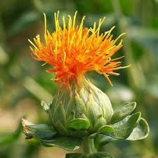 Safflower Flower Seeds for Planting – Heirloom, Non-GMO, Colorful Display High Germination Seeds