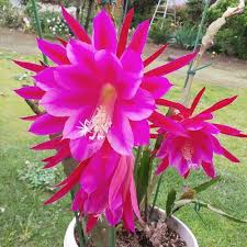 Epiphyllum Flower Seeds for Planting Heirloom Non-GMO High Germination Organic Garden Seeds