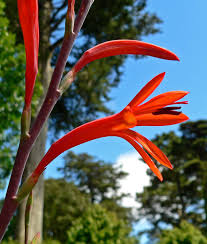 Bugle Lily Watsonia Pillansii Flower Seeds for Planting – Heirloom Non-GMO, High Germination Organic Garden Seeds